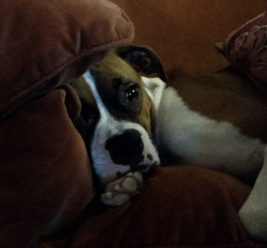 Screen Shot 2016-06-17 at 10.49.36 AM