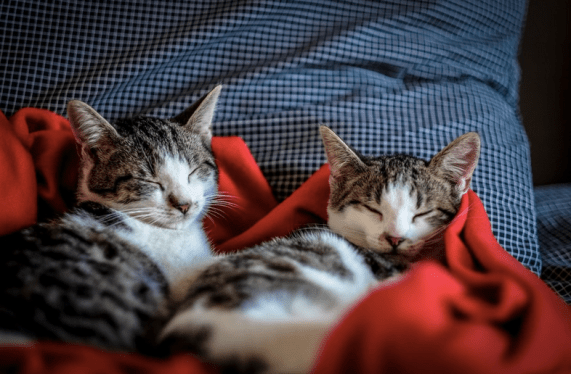 Screen Shot 2016-10-24 at 5.13.57 PM.png