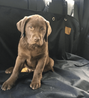 Screen Shot 2017-07-30 at 11.58.02 AM.png