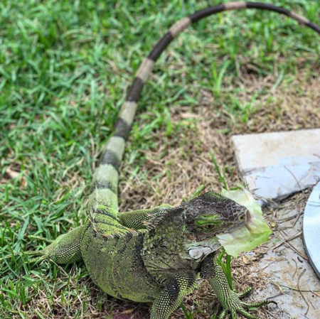 iguana.png