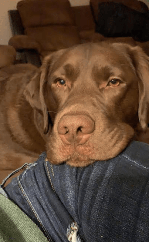 choc lab jax.png