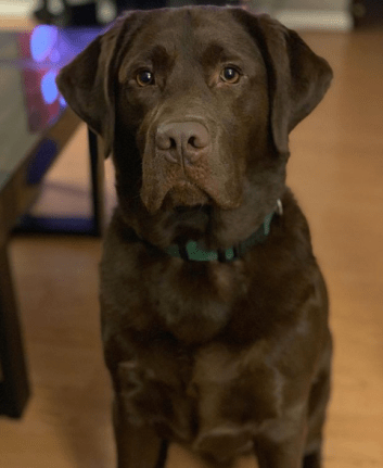 Screen Shot 2019-02-28 at 10.55.07 AM